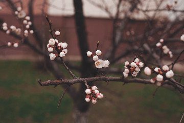 a branch of a tree with buds blooming on it