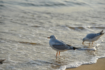 Seagull walking under dusk in Haeundae Beach, Busan, South Korea Asia.