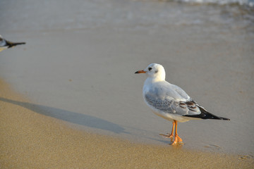 Seagull walking under dusk in Haeundae Beach, Busan, South Korea Asia.