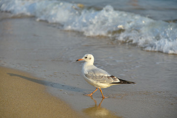 Seagull walking under dusk in Haeundae Beach, Busan, South Korea Asia.