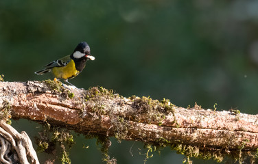 Green-backed Tit small bird with food in the beak on tree branch
