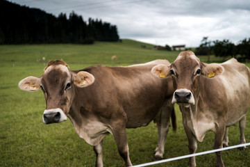Naklejka na ściany i meble cows in the mountains