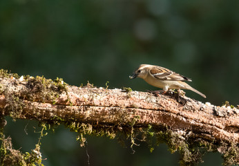 Sparrow bird perching on tree in Sattal