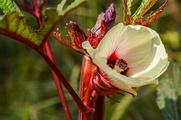 beautiful white and red okra flower with buds on dark background close up