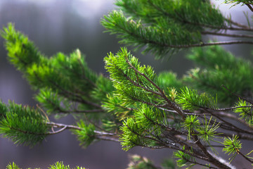 branches of pine tree