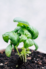 Plant de basilic frais dans le jardin