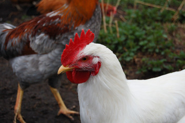 rooster in the farm
