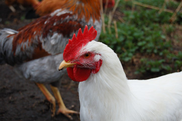 rooster in the farm