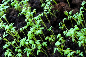 close up of green grass. Home seedling
