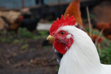 rooster in the farm