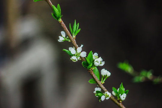 pulm blossom