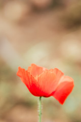 Joli coquelicot seul dans une prairie