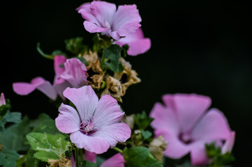 Soft lavatera pink flower close up