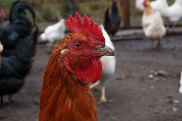 brown rooster in the farm
