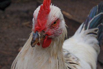 close up of white chicken