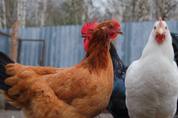 free range chicken