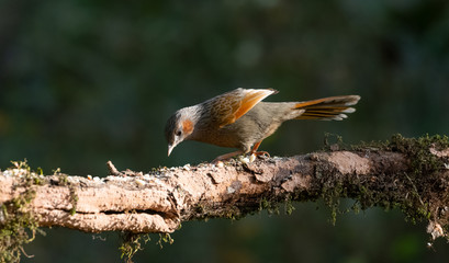 Streaked Laughing Thrush perching on tree