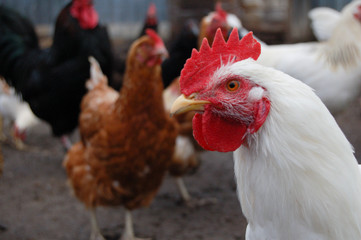 rooster in the farm