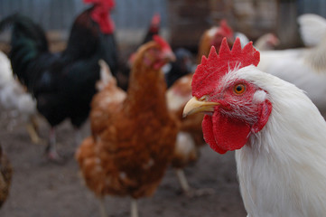 rooster in the farm