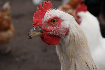 close up of a chicken