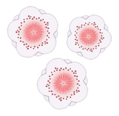イラスト素材: 梅の花、和柄