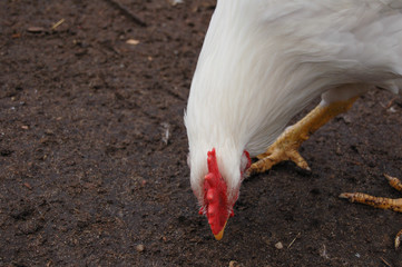 cock on the farm