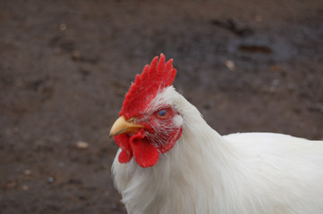 cock on the farm
