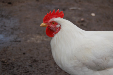 cock on the farm