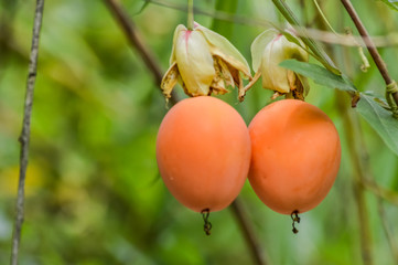 Passiflora caerulea orange fruits close up