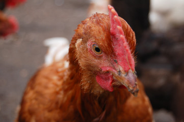 portrait of a chicken