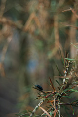 black bug on a branch