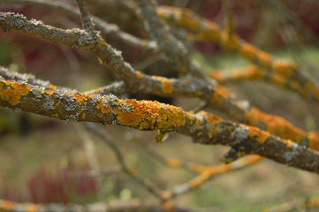 branch of a tree with yellow moss