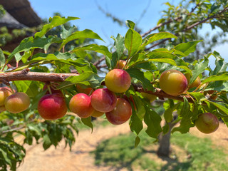 plums on tree branch in garden