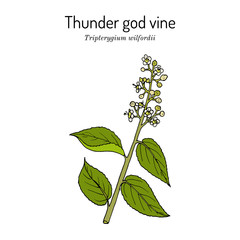 Thunder god vine Tripterygium wilfordii , medicinal plant