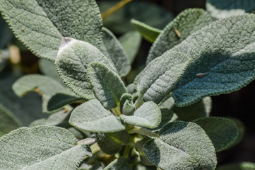 organic sage leaves in sunlight close up -  Salvia officinalis