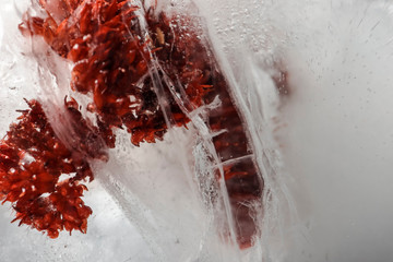 red plant frozen in ice