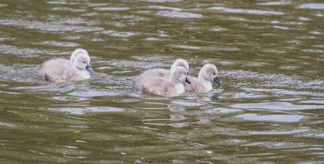 Mute swan signets swimming on a river - 346790842