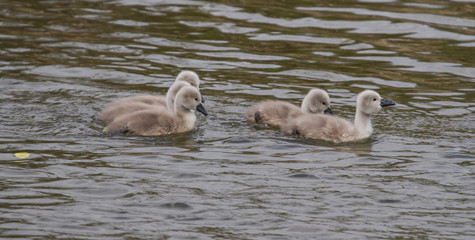 Mute swan signets swimming on a river - 346790849