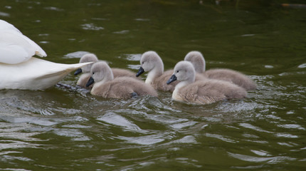 family of swans - 346791011
