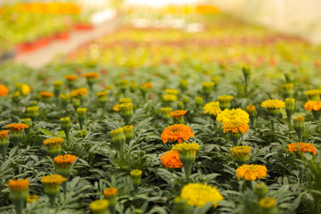 Flowers at the greenhouse. Spring gardening. Blooming multi-colored flowers. 
