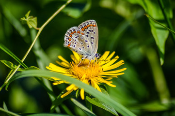 Reverdin's blue butterfly on a yellow wildflower - Plebejus argyrognomon