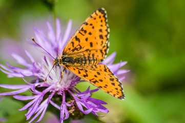 high brown fritillary on purple cornflower - Fabriciana adippe