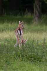 Female Fallow deer with her young fawn - 346791269