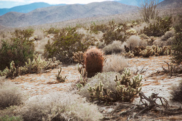 Flora and fauna in the desert
