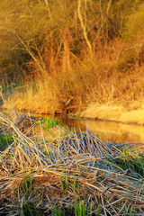 Riverside in spring with last year's dry sedge grass and young green growth. 