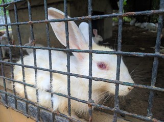 cute rabbit in a cage