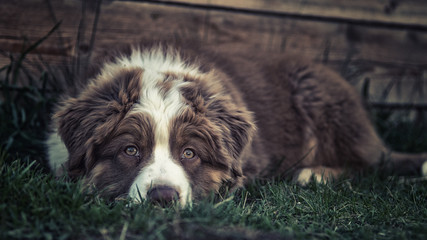 black and white dog