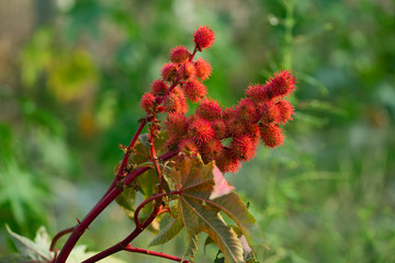 close up of fresh red castor bean fruits