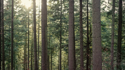Fototapeta premium Misty forest at dawn