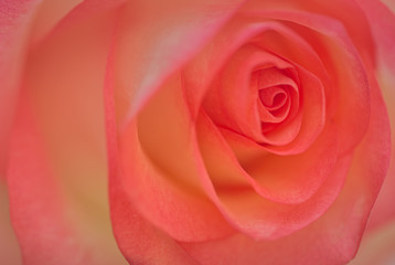 Pink rose blossom background, soft design image